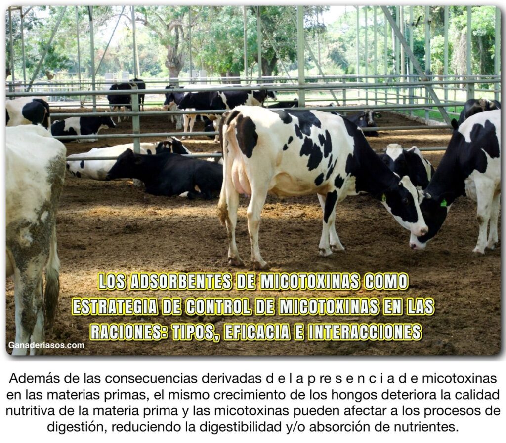 LOS ADSORBENTES DE MICOTOXINAS COMO ESTRATEGIA DE CONTROL DE