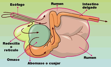 PARA MEJORAR EL RUMEN . MICROBIOS FELICES = VACAS FELICES!