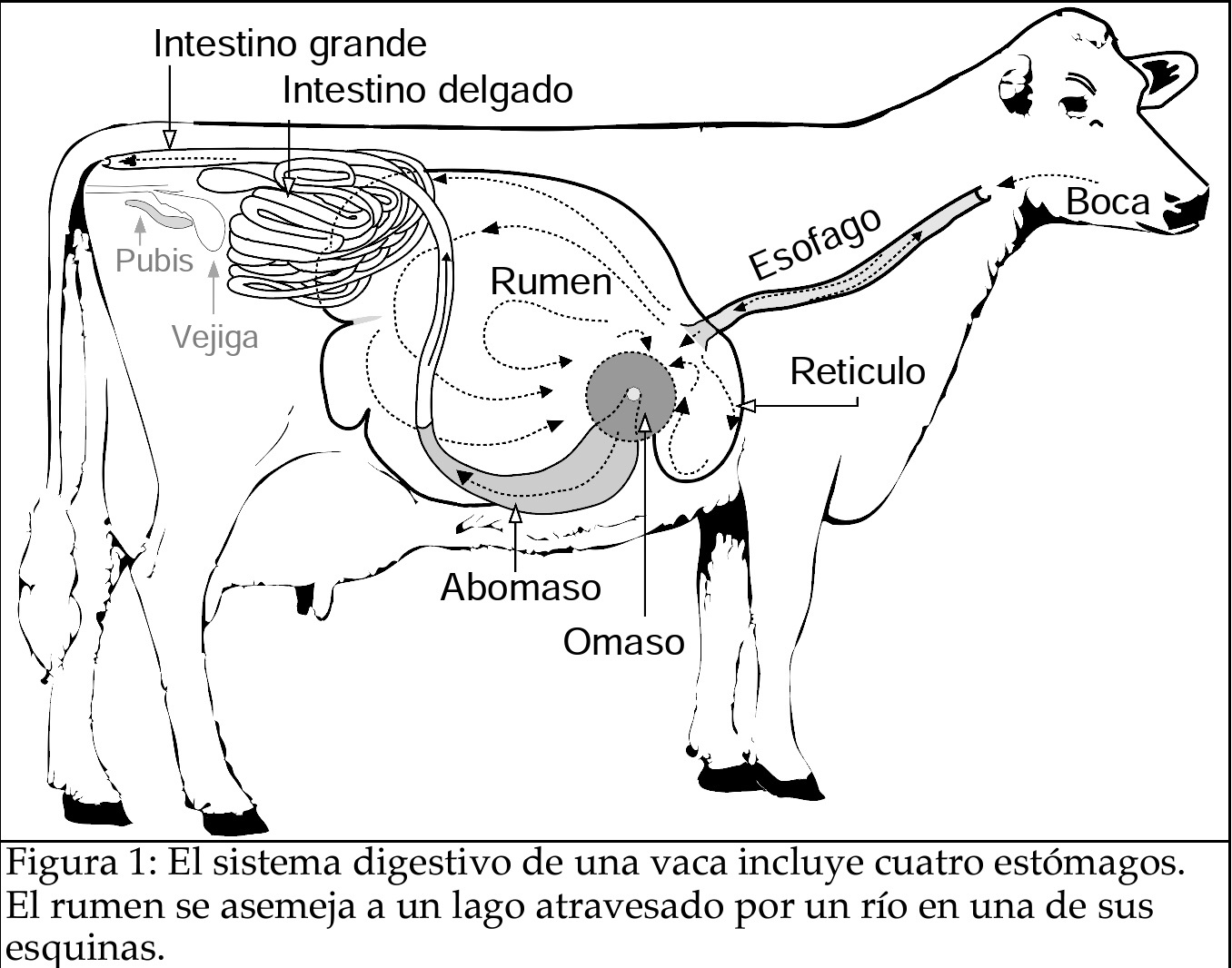 DIGESTION EN LA VACA LECHERA