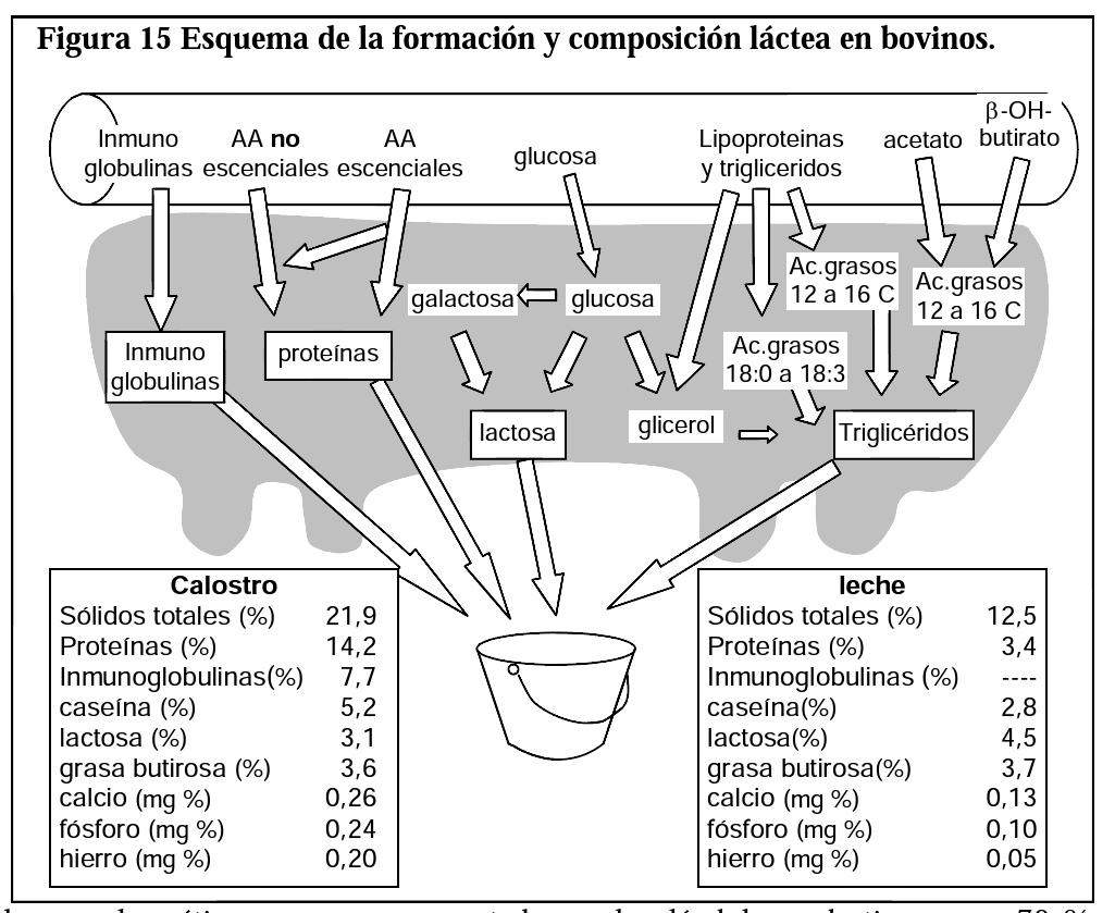 FISIOLOGIA DIGESTIVA  RUMIANTES