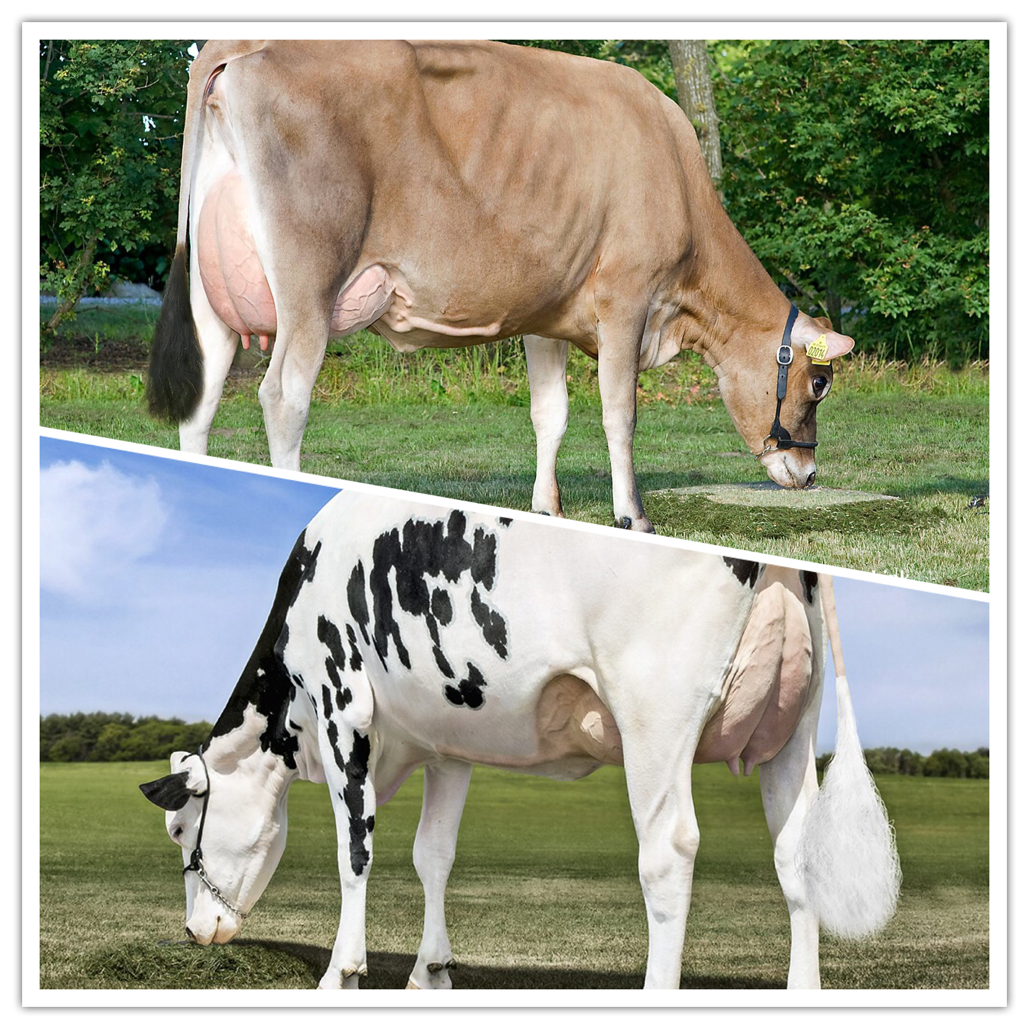 HOLSTEIN CONTRA JERSEY