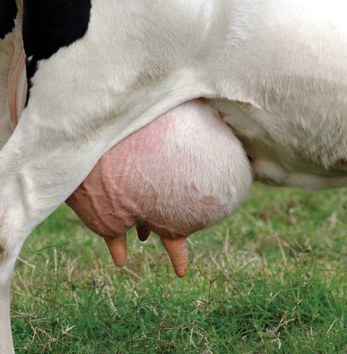 Evaluación Oficial genética para resistencia a mastitis