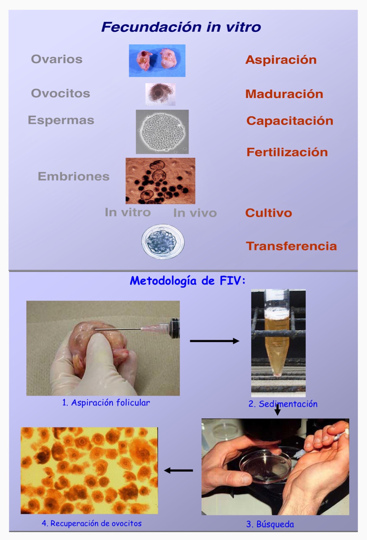 REPRODUCCION ASISTIDA EN EL VACUNO DE LECHE FIV