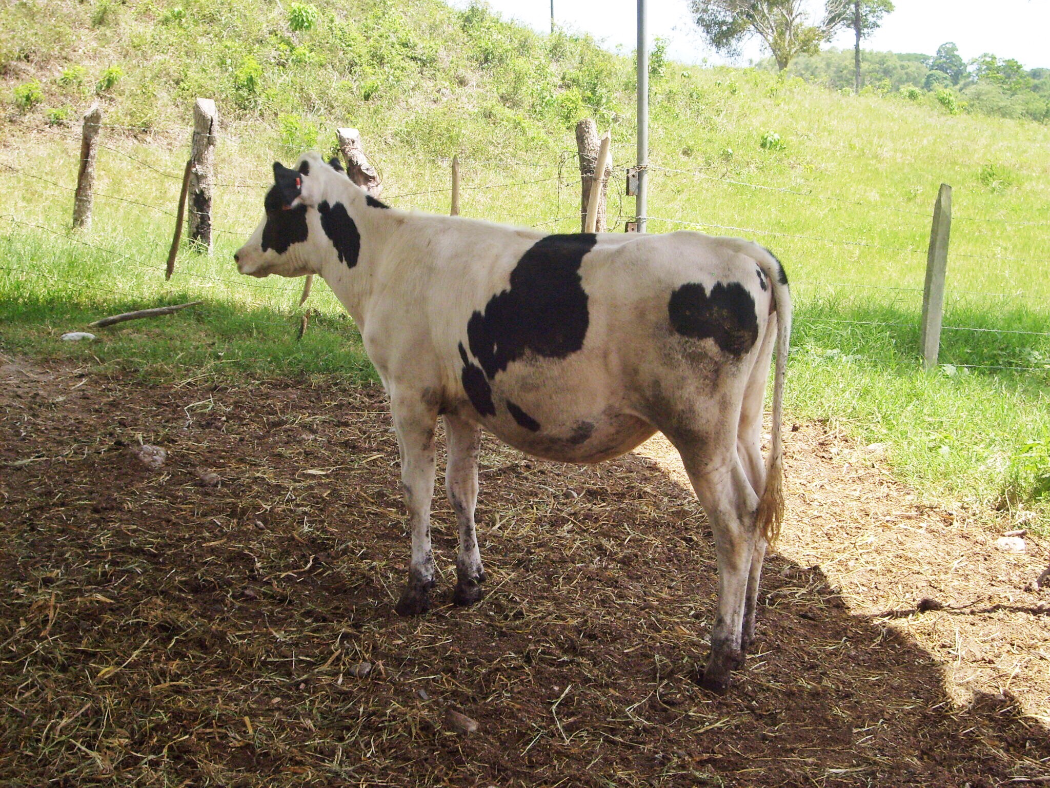 BECERRAS PREUBERES Y PRODUCCION DE LECHE