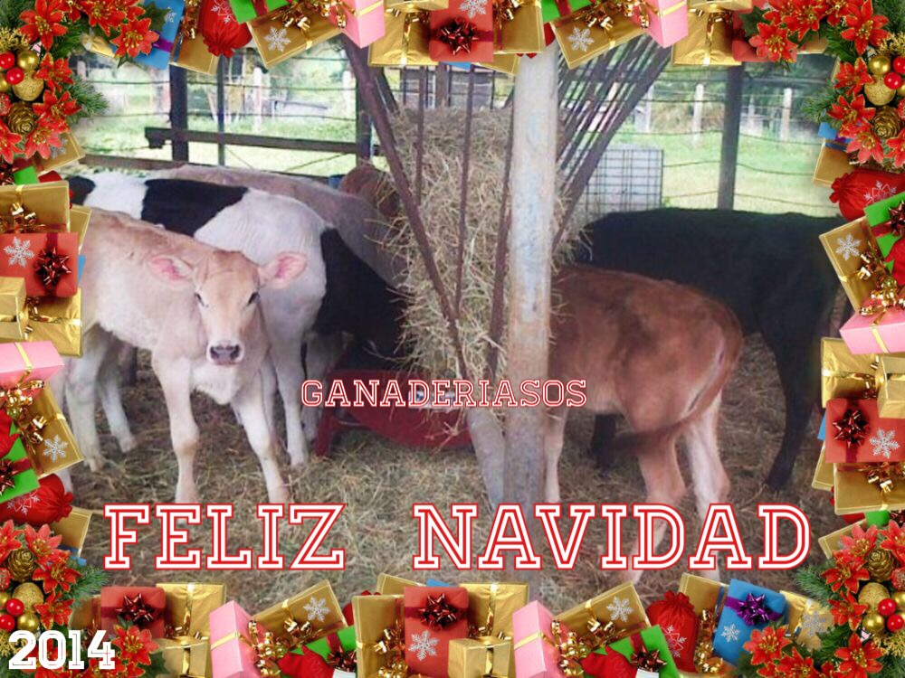 FELIZ  NAVIDAD