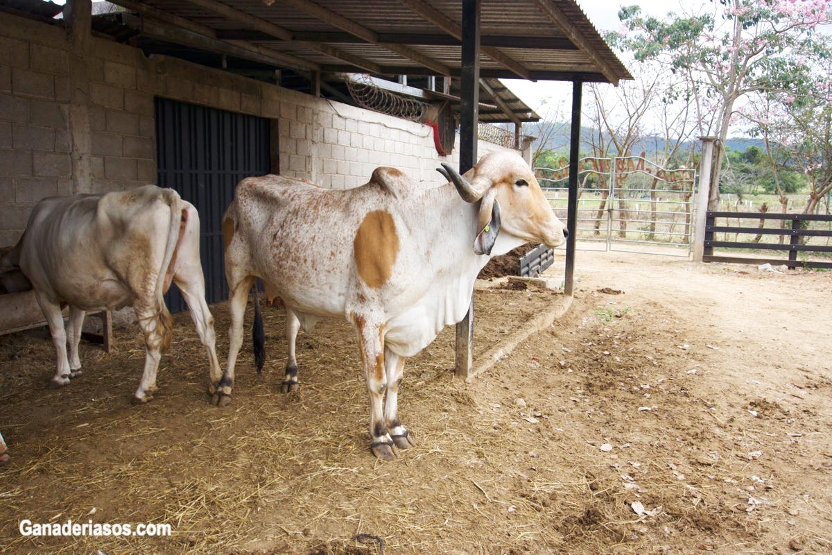 TERAPIA DE LA VACA SECA