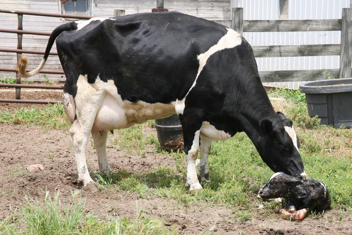 TOPICOS DE FERTILIDAD EN VACAS DE ALTA PRODUCCION