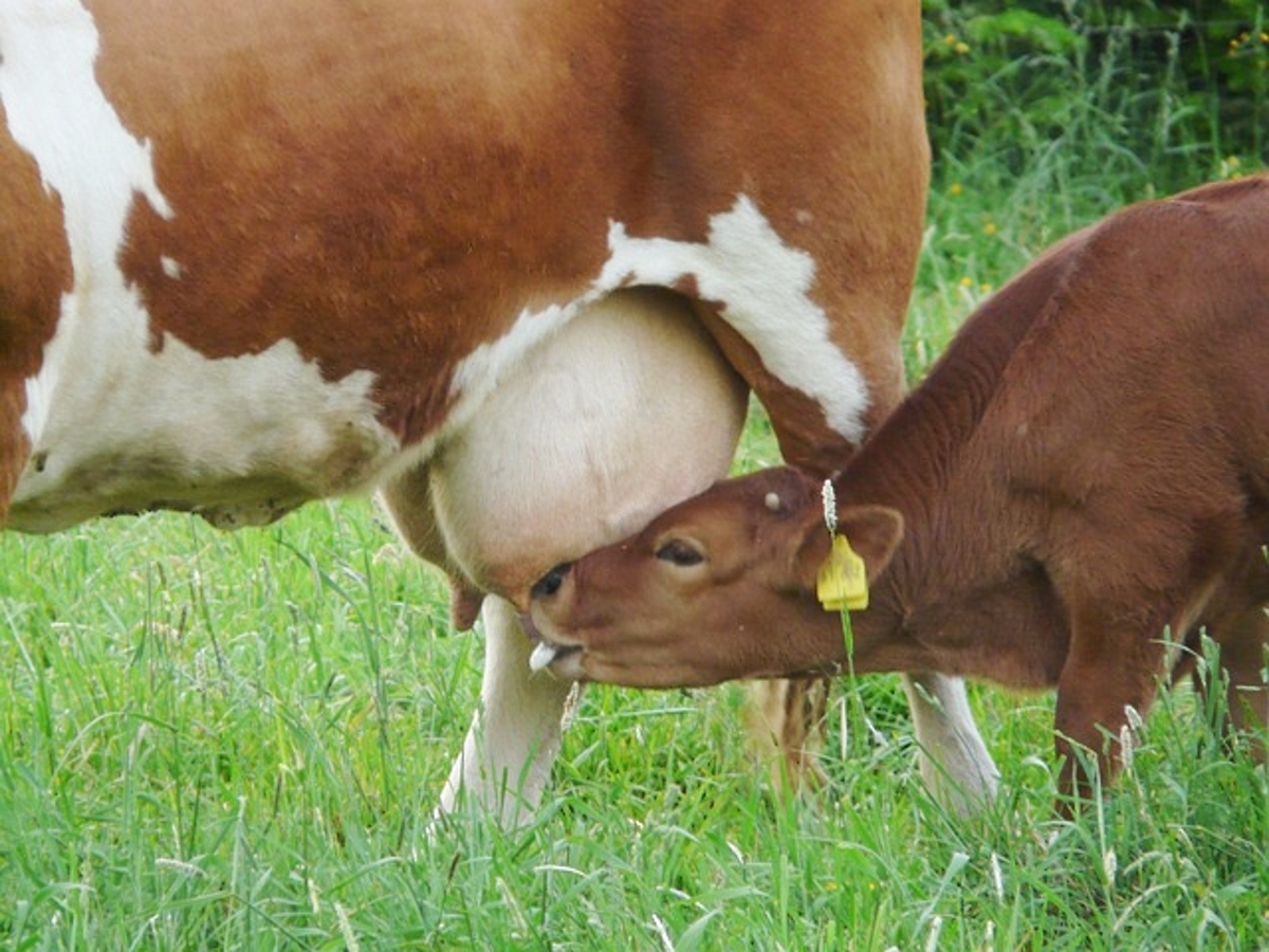 SECRECION DE LECHE POR LA UBRE DE UNA VACA LECHERA