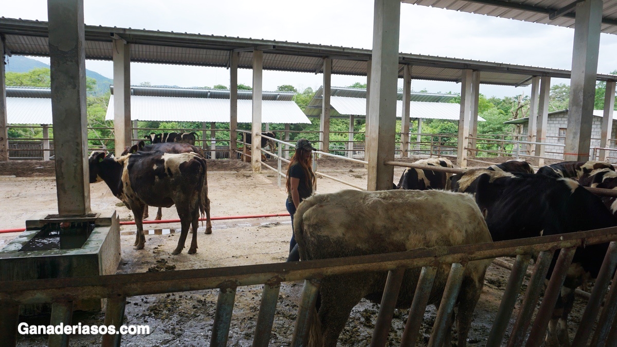 LA ECONOMIA DEL ESTRES POR CALOR..IMPLICACIONES PARA EL MANEJO