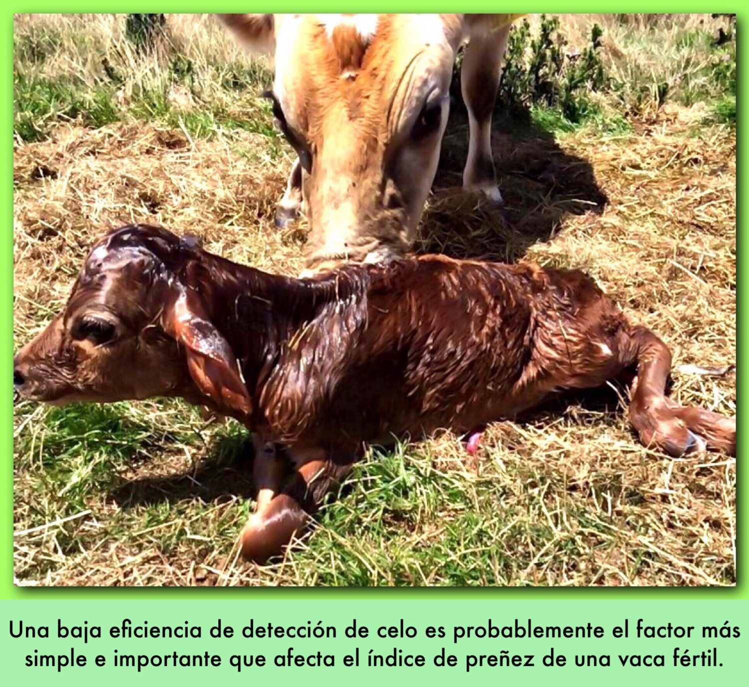 MANEJO DE LA EFICIENCIA REPRODUCTIVA