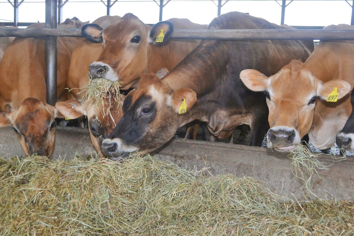 METABOLISMO DE LIPIDOS EN LAS VACAS LECHERAS