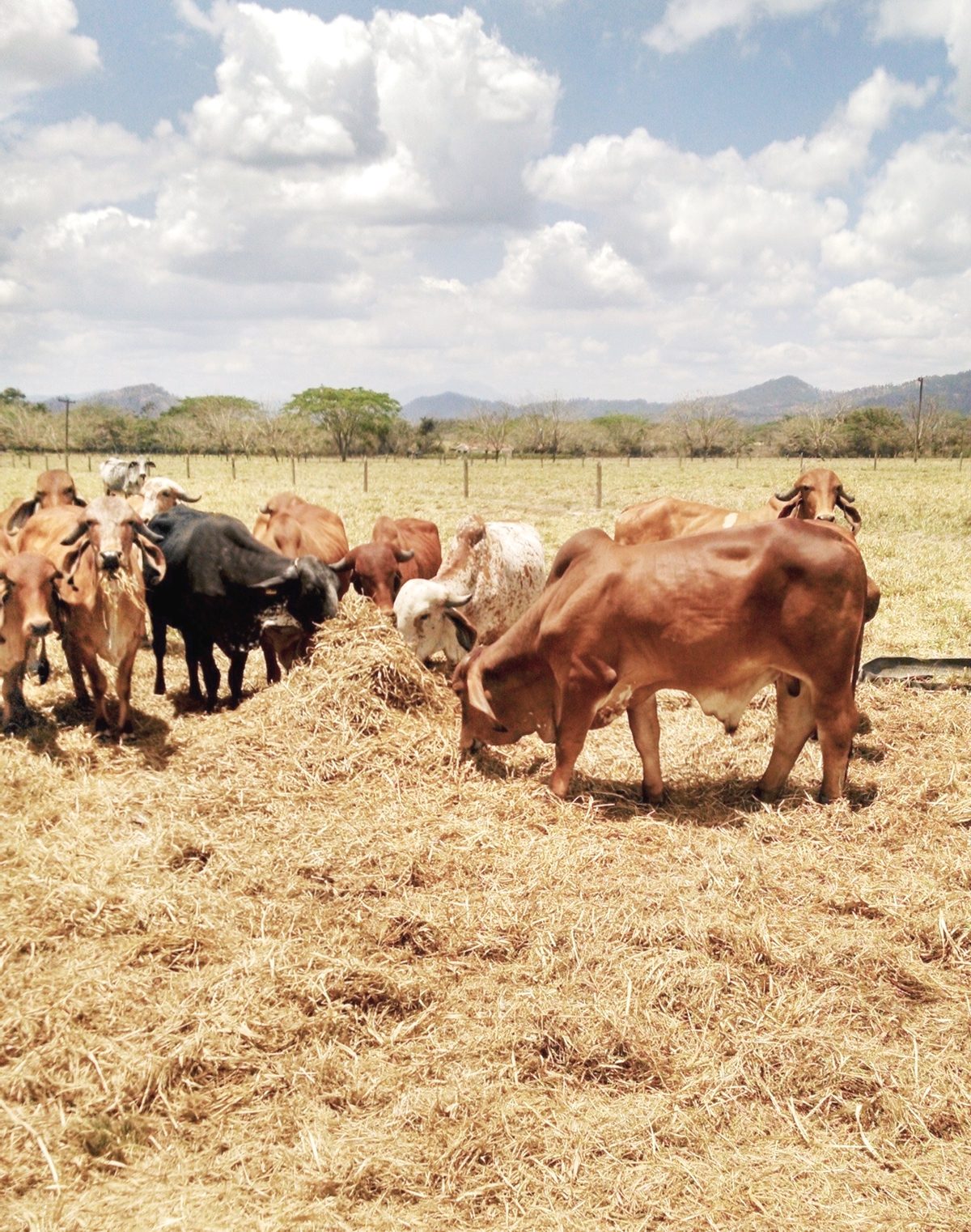 ESTRATEGIAS DE ENFREAMIENTO DURANTE EL ESTRES POR CALOR