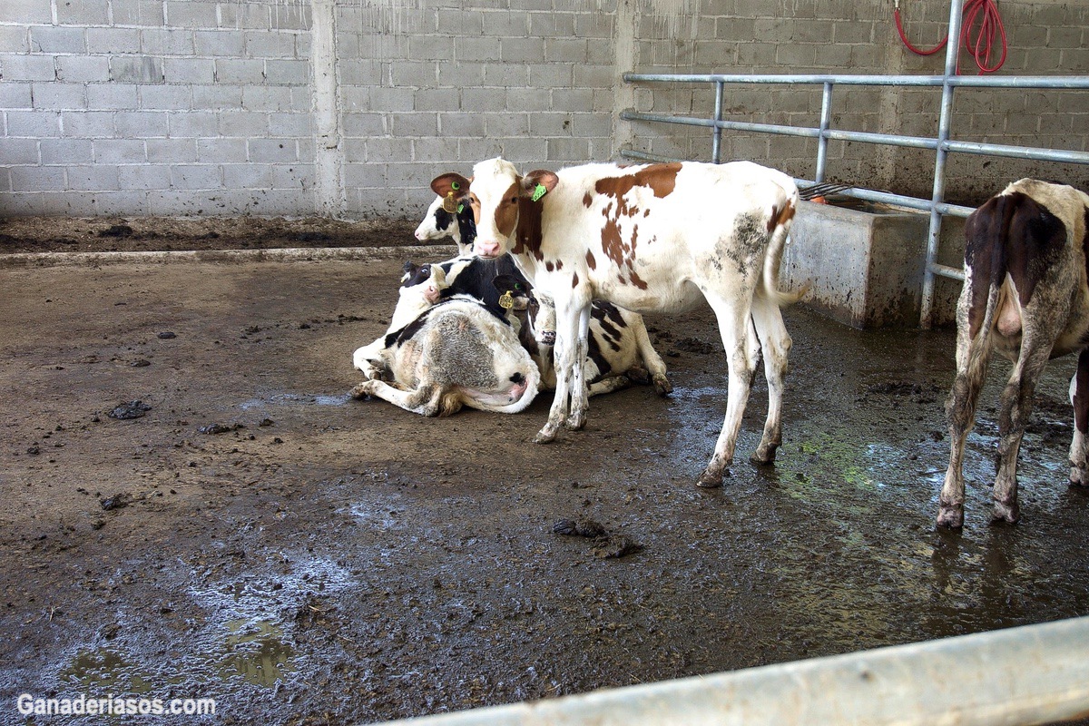 USO DE ANTIBIÓTICOS EN LA GANADERIA LECHERA