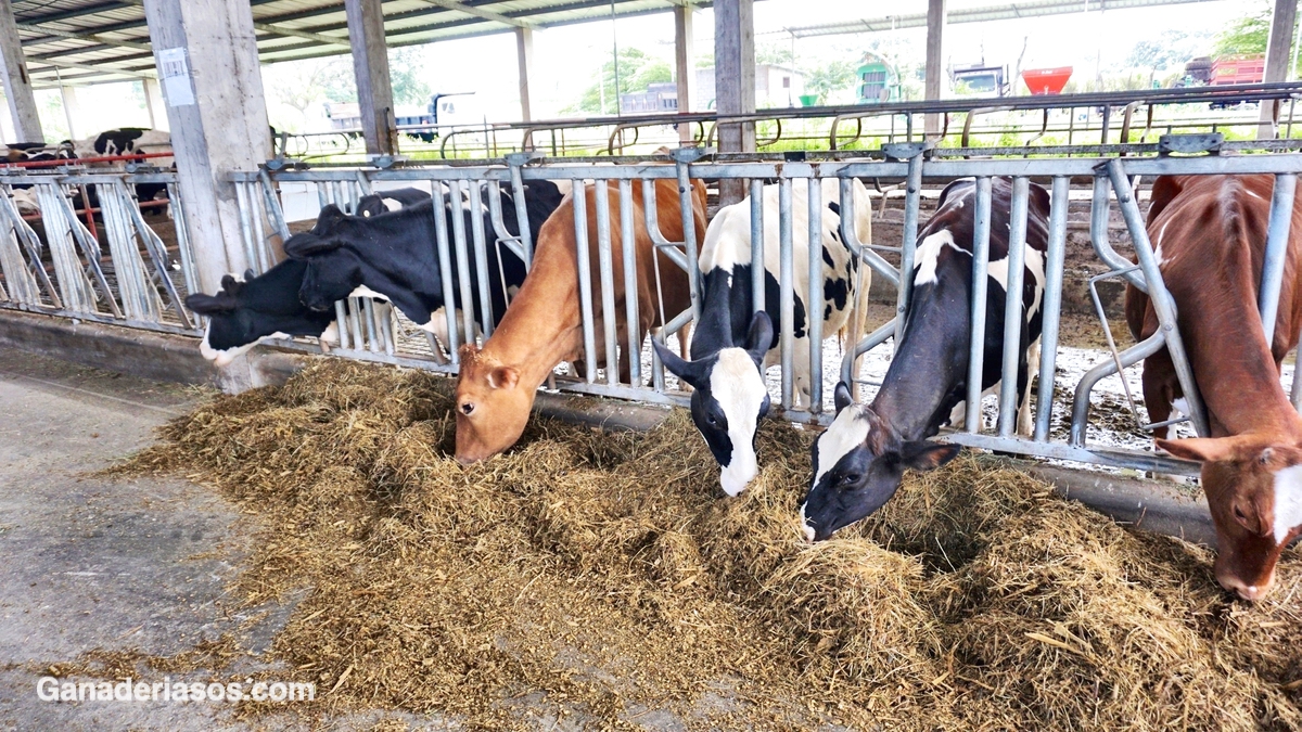 ALIMENTACIÓN DE LA VACA LECHERA