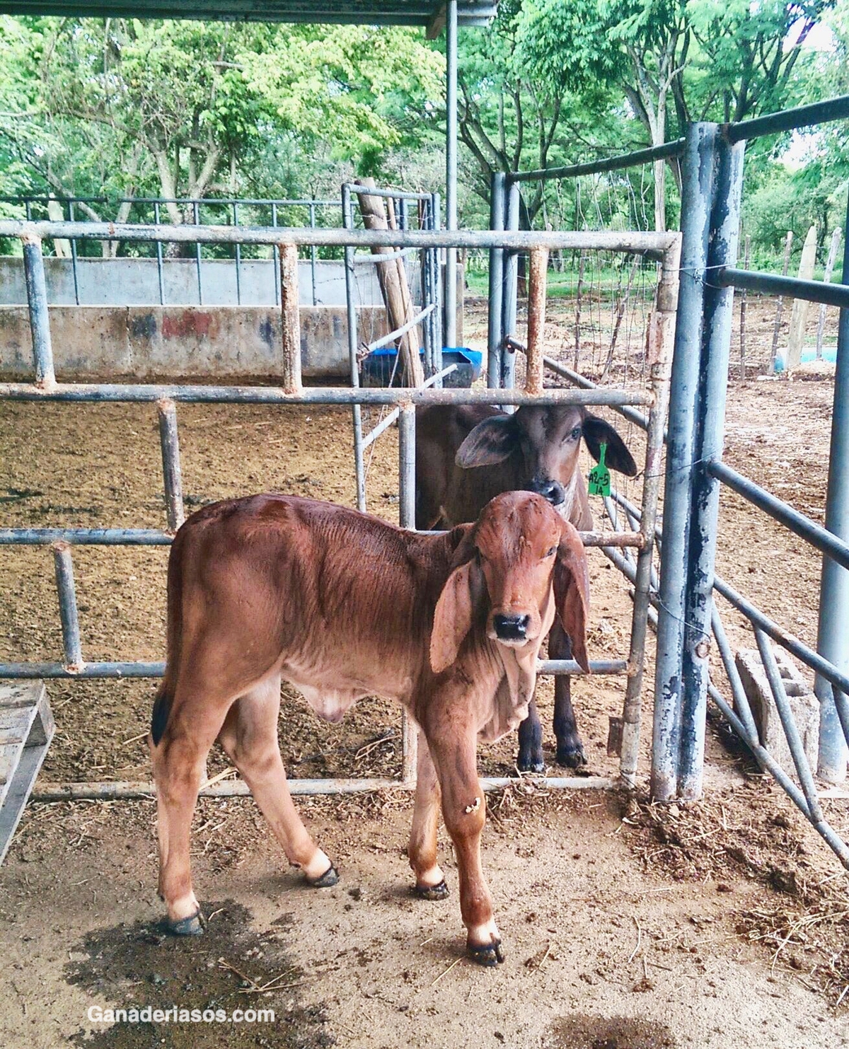 ALIMENTACION TERNEROS CON DIARREA NEONATAL