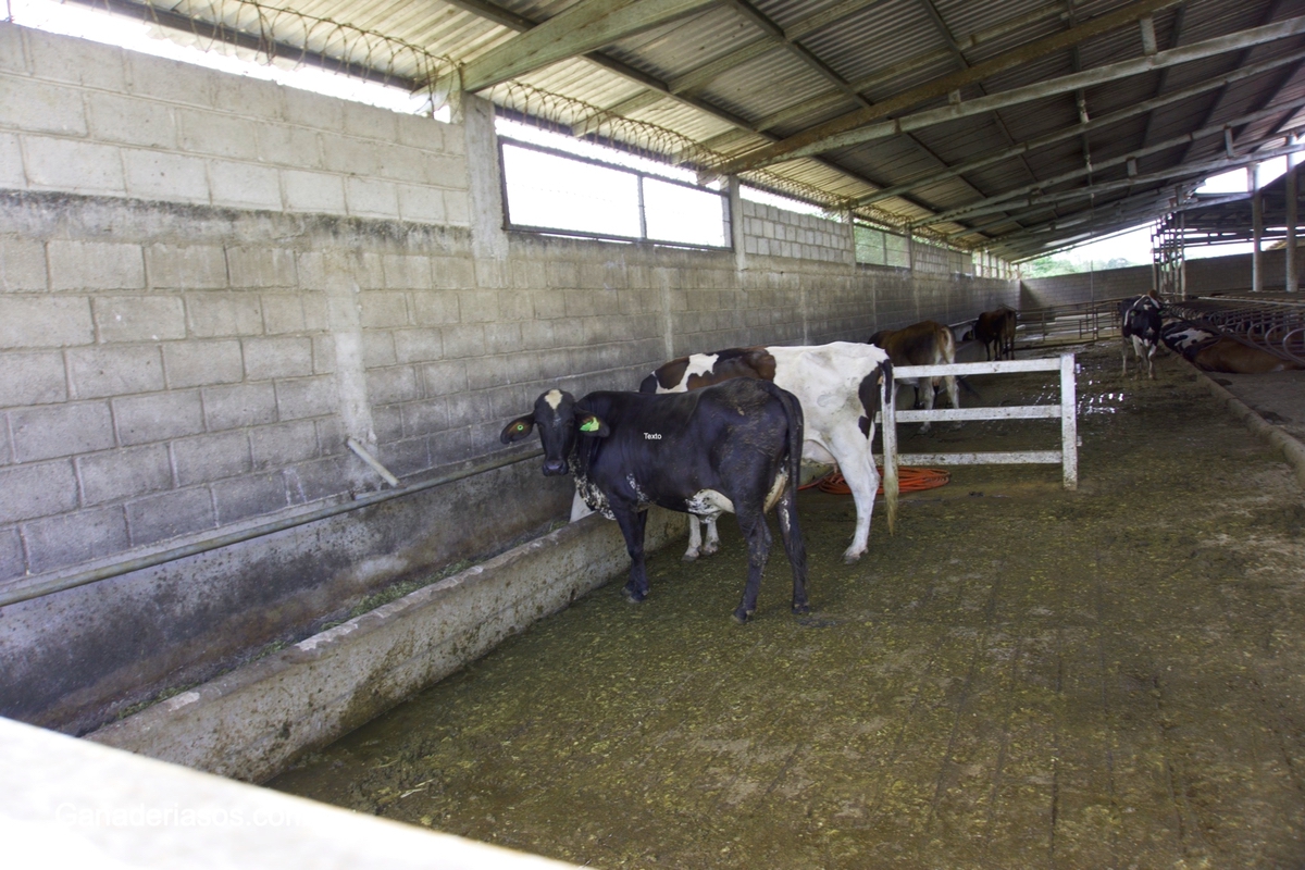 HECHOS SOBRE LA DESINFECCION DE LOS PEZONES