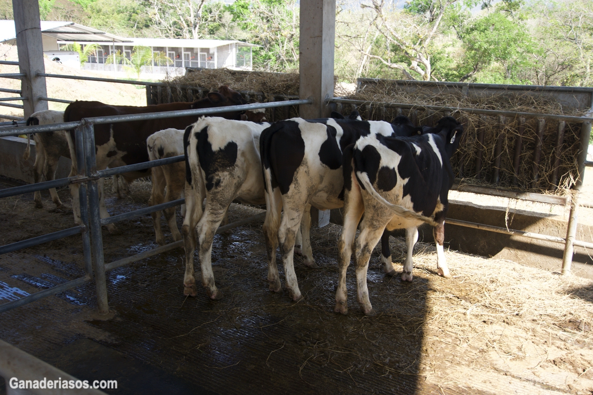 DESARROLLO DEL EPITELO DEL RUMEN