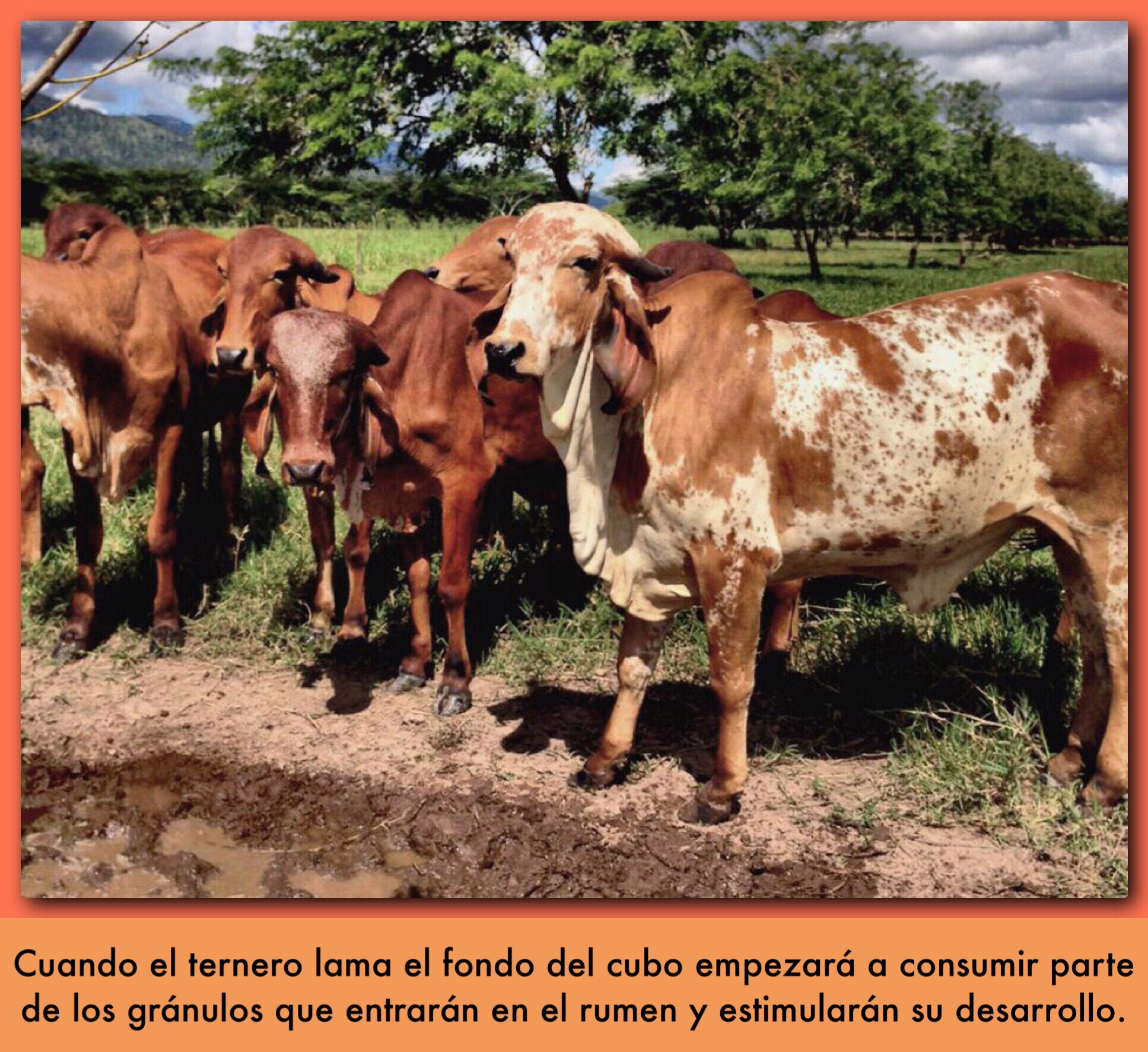 DIETAS DE PRE-ARRANQUE Y DESARROLLO DEL RUMEN