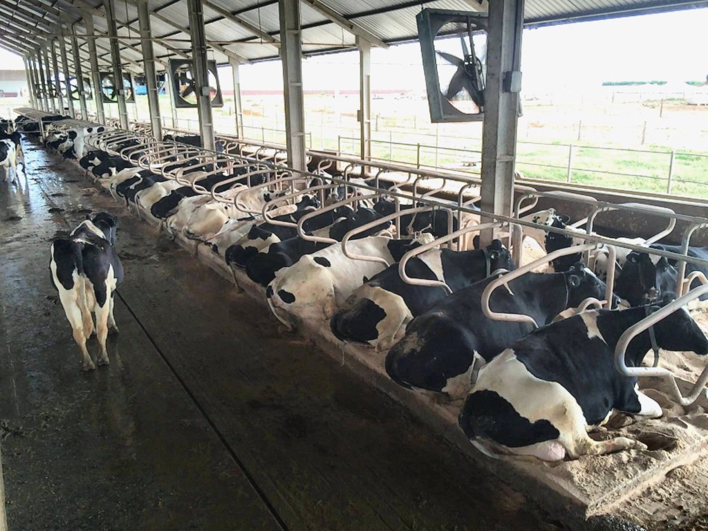 EL CONFORT DE LAS VACAS LECHERAS INCREMENTA LOS BENEFICIOS