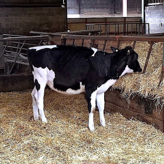 EL RUMEN