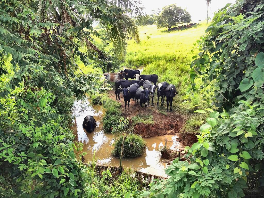 CALIDAD DE AGUA EN VACUNO DE CARNE