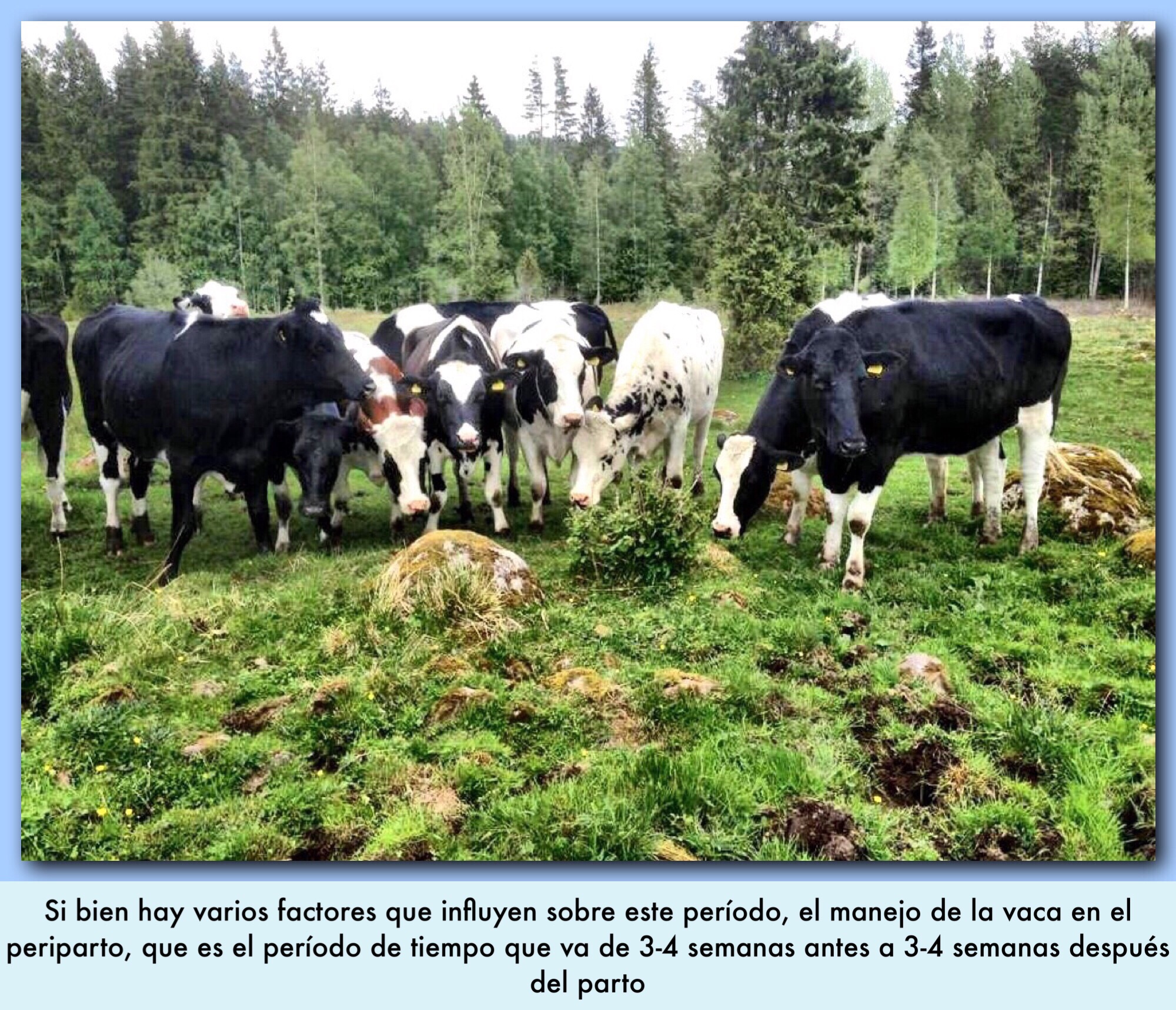 MANEJO DE LA VACA EN EL PERIPARTO