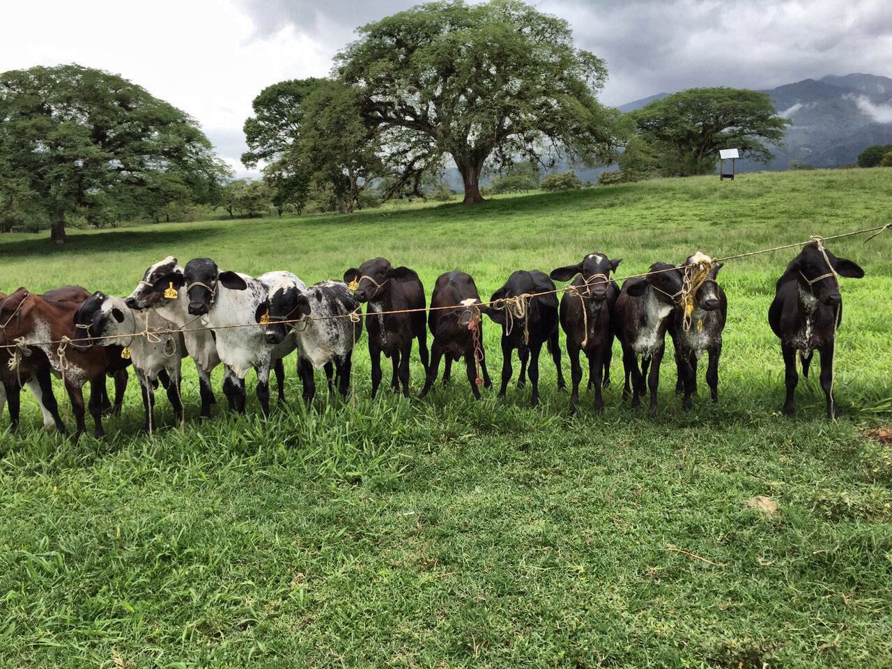 SUMARIO TOROS GIROLANDO JULIO 2015