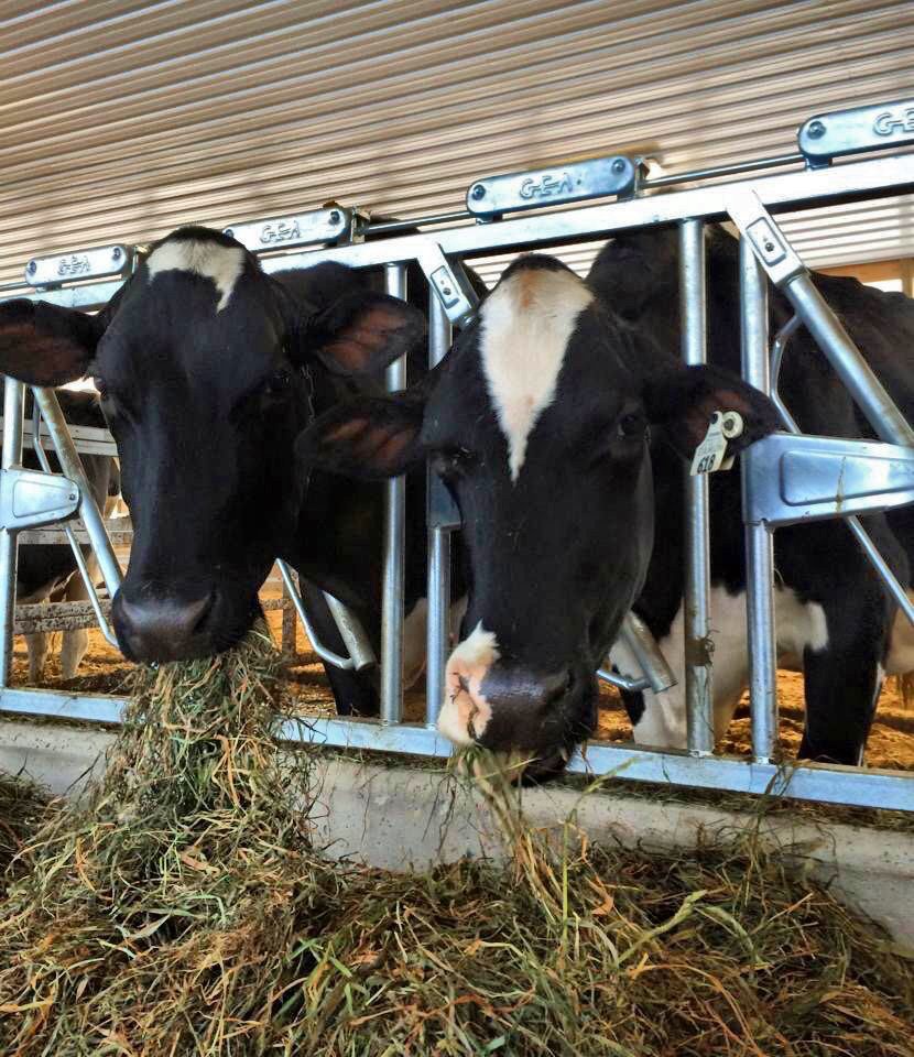 De La Alimentación a La Leche: Comprendiendo la Función del Rumen 2