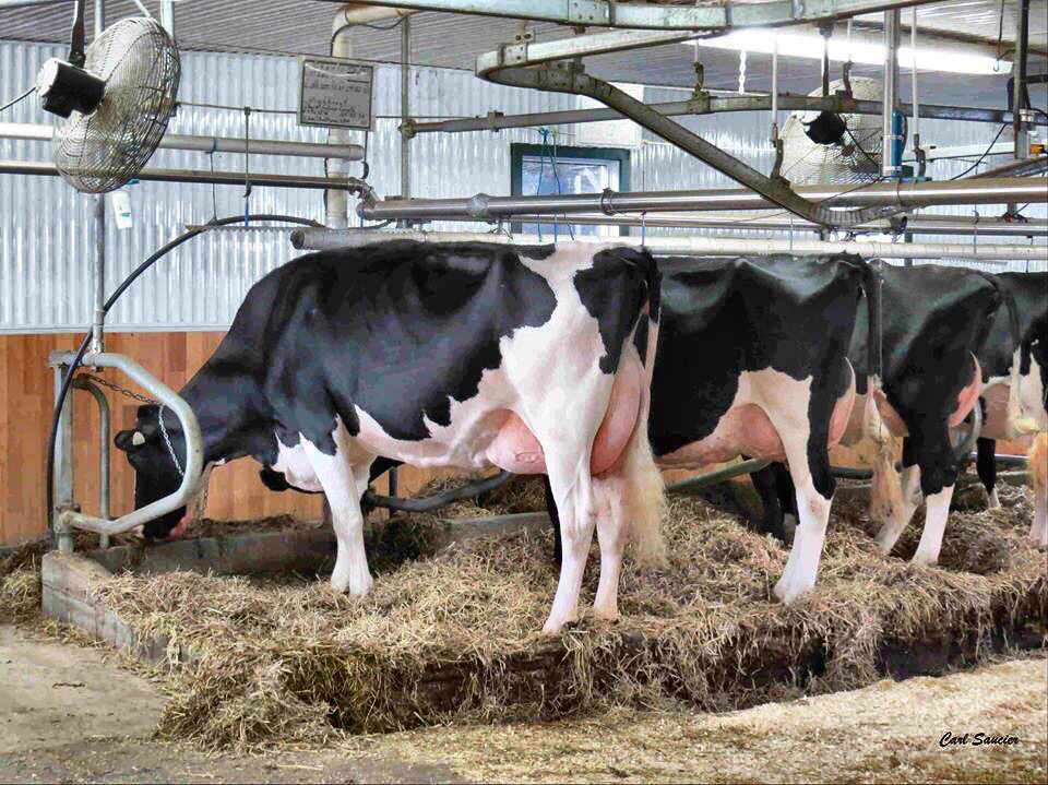 De La Alimentación a La Leche: Comprendiendo la Función del Rumen