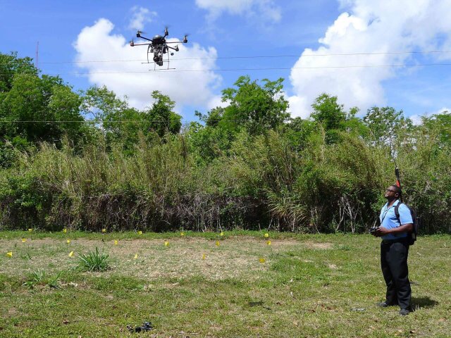 Drones y perros entrenados para salvar la industria de los aguacates en EEUU