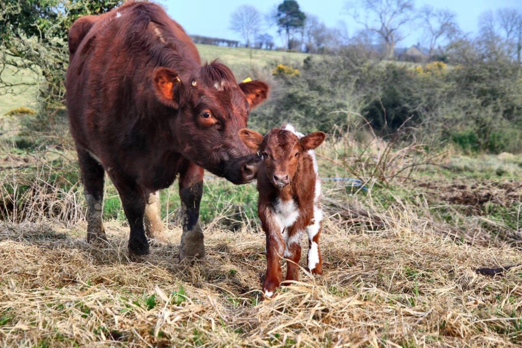 ¿QUE ENTENDEMOS POR FERTILIDAD DE LAS VACAS LECHERAS ACTUALES?