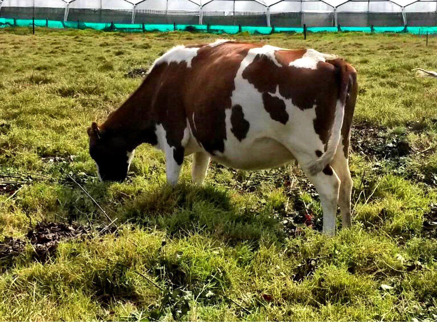 MANEJO DE LAS VACAS DURANTE EL PREPARTO