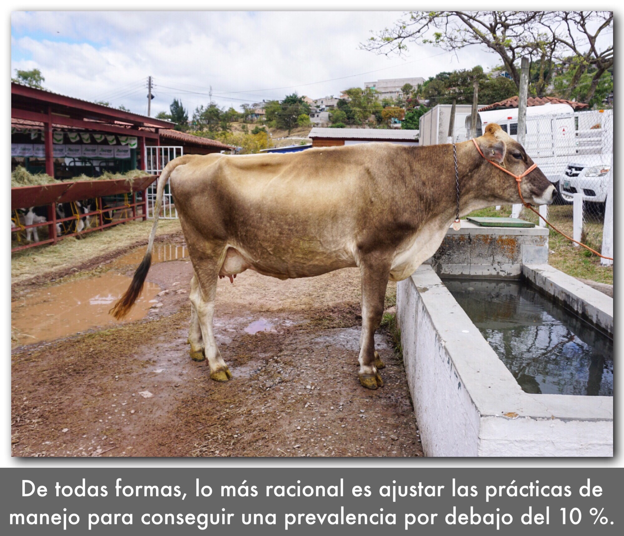 Estudio económico sobre monitorización de BHB y tratamiento con propilenglicol en vacas de leche