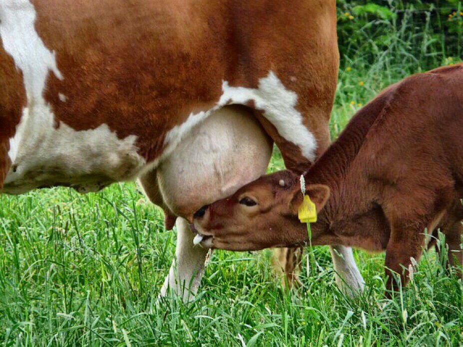 ¿CUANDO TRATAR O NO LAS MASTITIS?