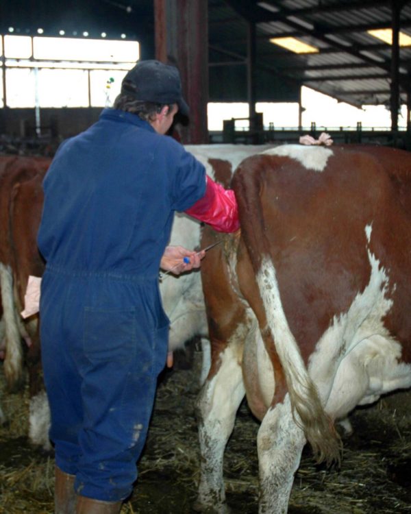 INSEMINACIÓN ARTIFICIAL Y SINCRONIZACIÓN DE CELOS Y OVULACIONES