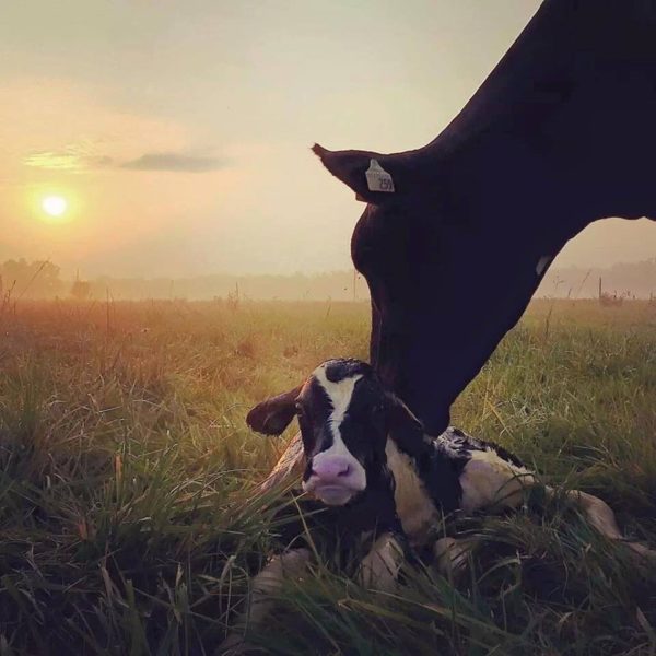 TRANSICION DE LA VACA LECHERA. NUEVOS CRITERIOS NUTRICIONALES QUE DESAFIAN NUESTROS PARADIGMAS.