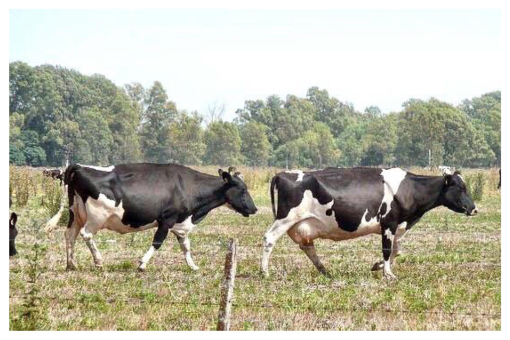 DETERMINACIÓN DEL ESTADO CÍCLICO DE LAS VACAS Y POR QUE IMPORTA