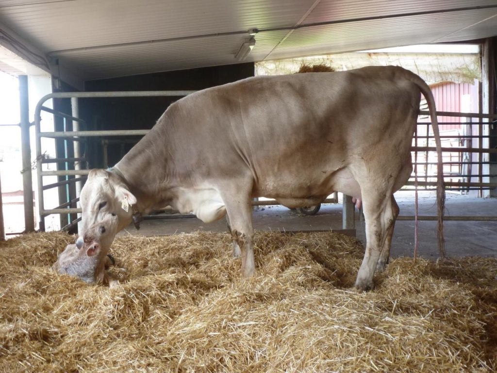 BIENESTAR Y SALUD ANIMAL EN ESTABLECIMIENTOS LECHEROS