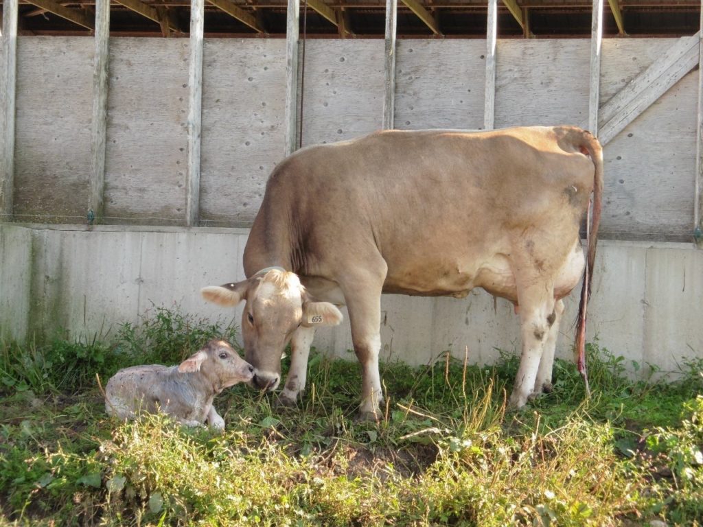 ￼IMPORTANCIA DE LA VITAMINA E Y EL SELENIO EN VACAS LECHERAS