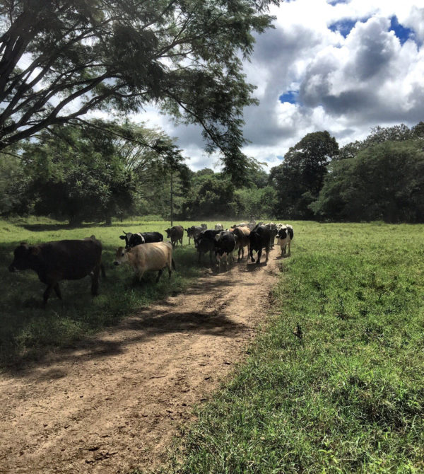 RESPETA LAS VACAS, AL ENTENDERLAS