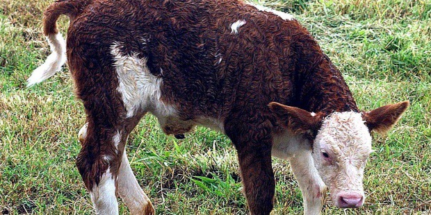 China abrirá el mayor centro de clonación de animales para uso comercial