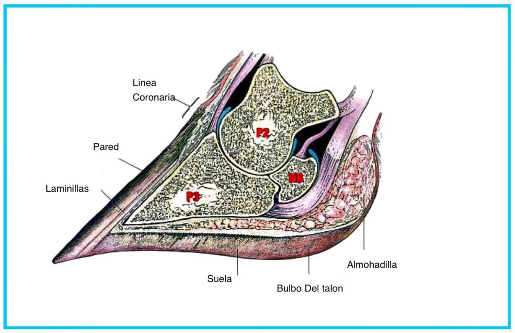 ANATOMÍA DEL CASCO DE LA VACA