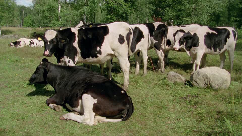 El robot que calma a las vacas lecheras