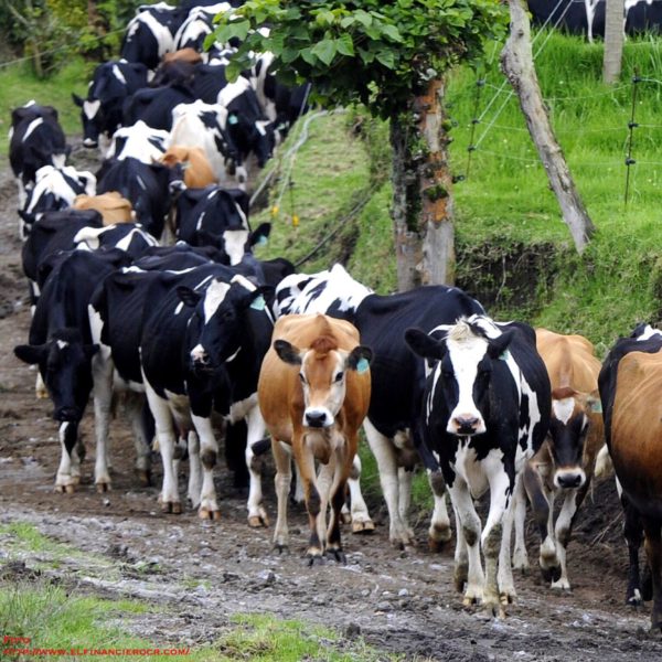 CONOCIENDO EL COMPORTAMIENTO DEL GANADO LECHERO PARA  EVITAR ACCIDENTES RELACIONADOS CON ANIMALES EN LA GRANJA