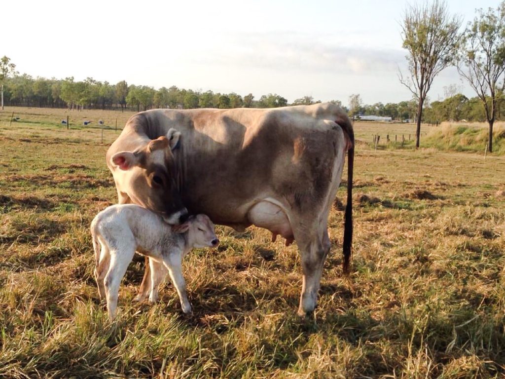 LAS VACAS LECHERAS NECESITAN DE CUIDADOS EN LOS 90 DÍAS VITALES DEL CICLO DE PRODUCCIÓN