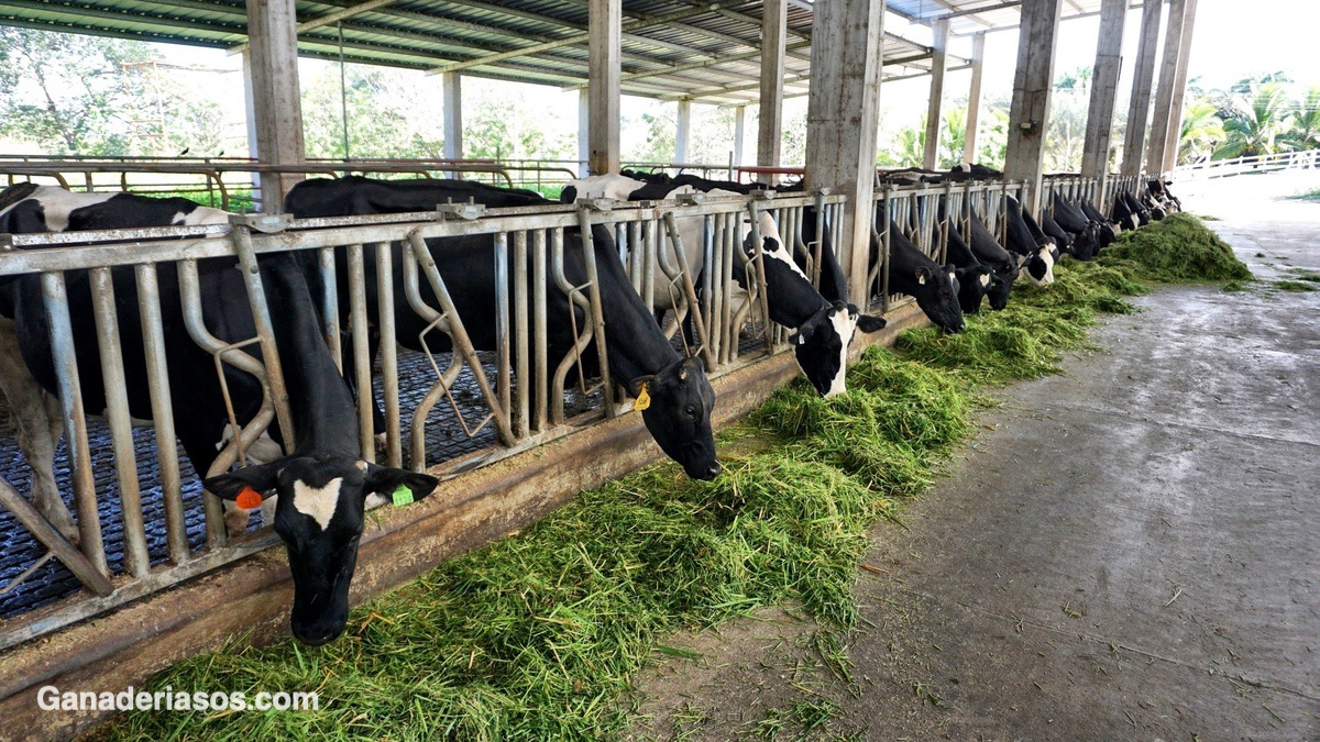 PRODUCTIVIDAD Y CONFORT EN EL MANEJO DE LA VACA LECHERA