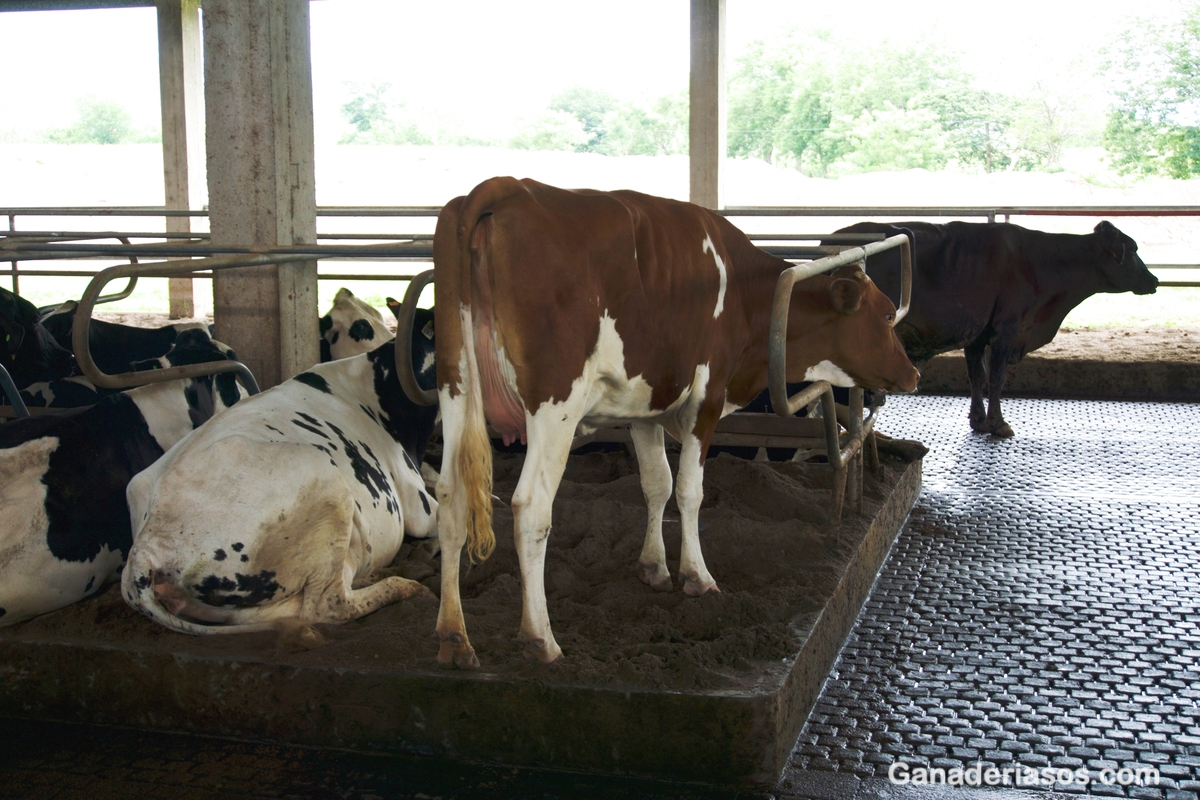 ALIMENTACION DE LAS VACAS LECHERAS PARA CONDICION CORPORAL