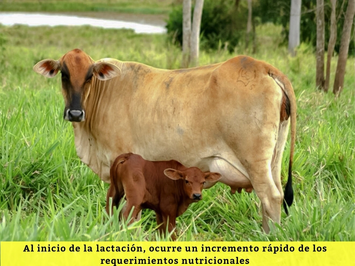 INFLUENCIA DE LA SALUD EN LA FERTILIDAD DE LAS VACAS DE LECHE