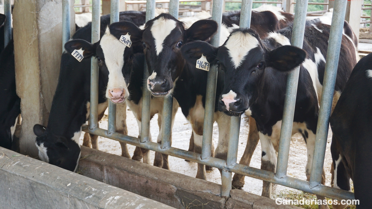 PROTOCOLOS DE TRATAMIENTO ANTIBIÓTICO PARA MASTITIS CLÍNICA BASADOS EN INVESTIGACIÓN