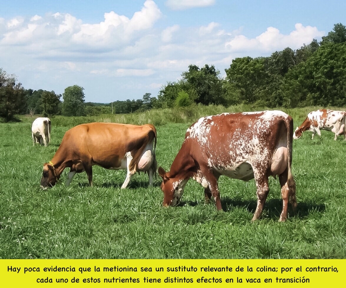 LAS VACAS EN TRANSICIÓN TIENEN REQUERIMIENTO DE COLINA Y METIONINA